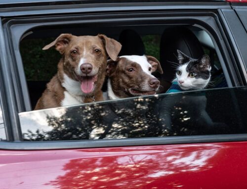 Planning a Trip? Here’s How to Prepare Your Pet for Boarding or Pet-Sitting